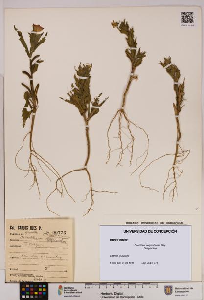 Oenothera coquimbensis [Espécimen: UDEC:CONC:0103202]