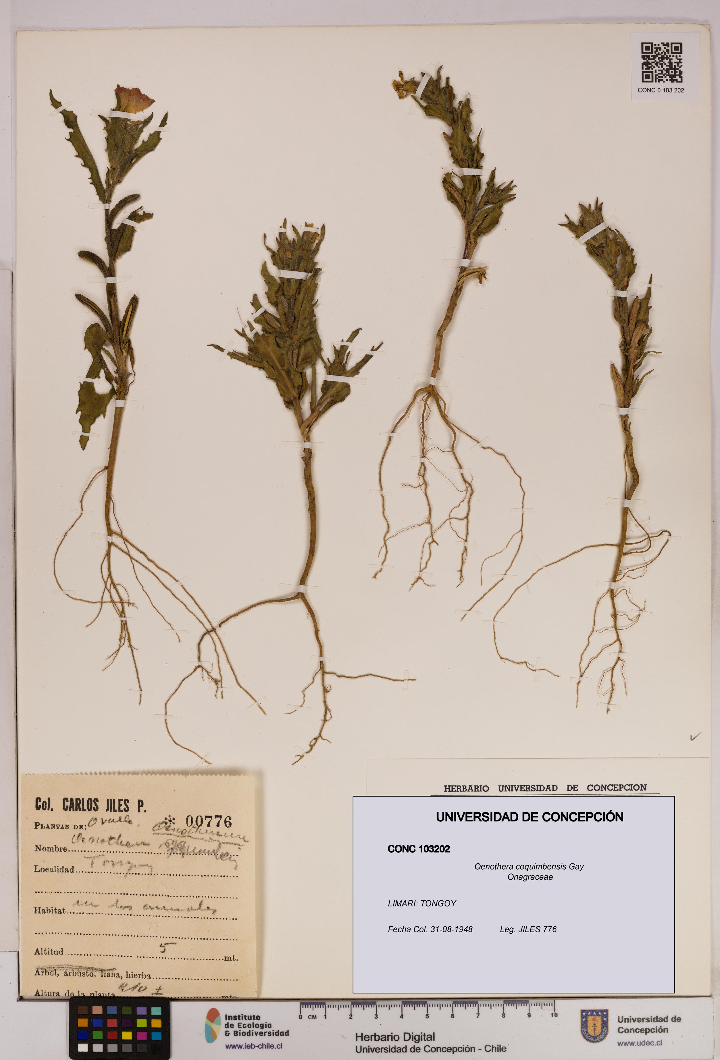 Oenothera coquimbensis [Espécimen: UDEC:CONC:0103202]