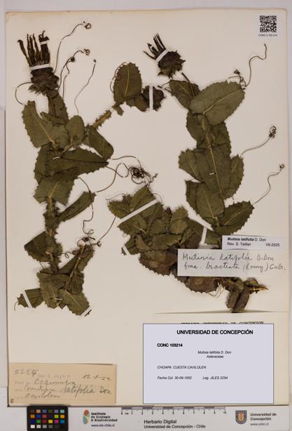 Mutisia latifolia [Espécimen: UDEC:CONC:0103214]