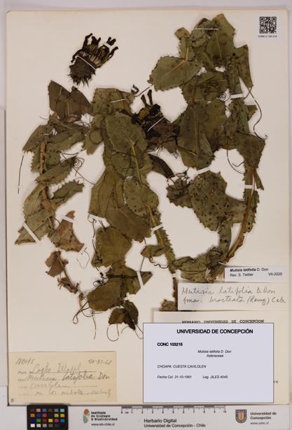 Mutisia latifolia [Espécimen: UDEC:CONC:0103215]