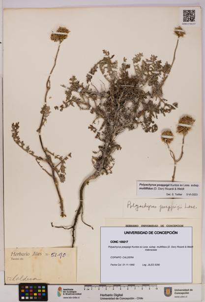 Polyachyrus poeppigii [Espécimen: UDEC:CONC:0103217]