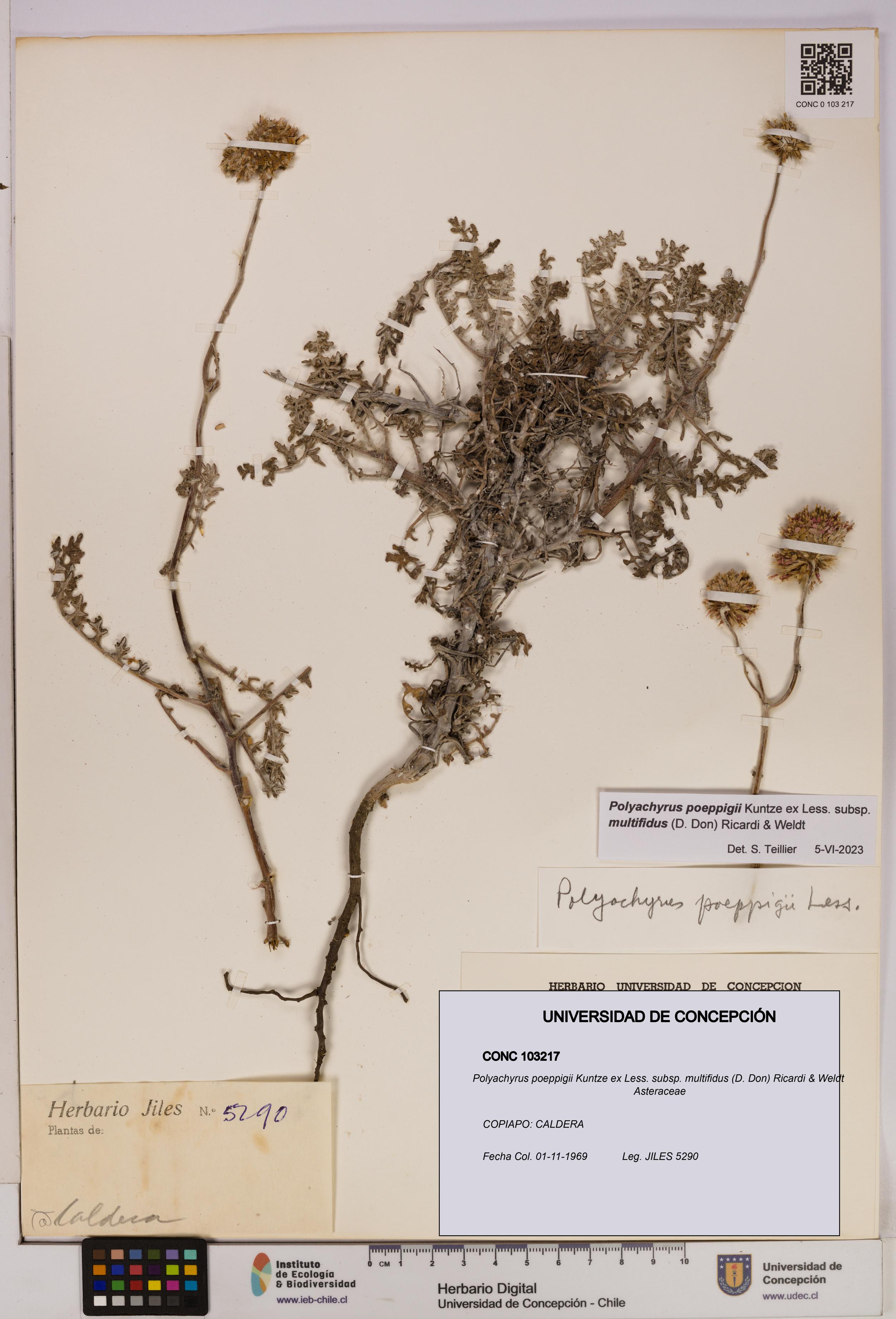 Polyachyrus poeppigii [Espécimen: UDEC:CONC:0103217]