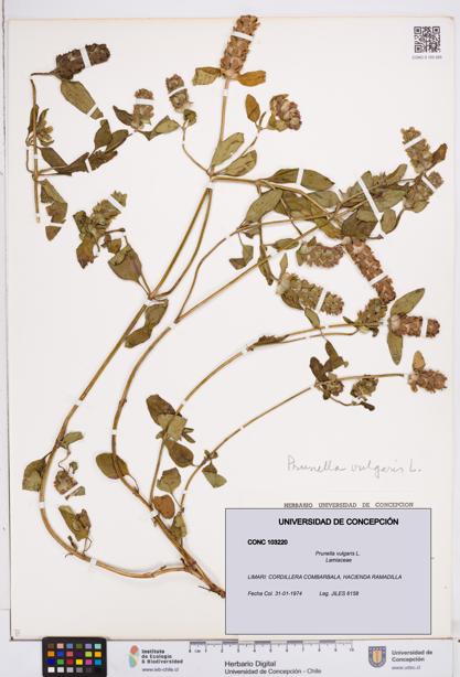 Prunella vulgaris [Espécimen: ]