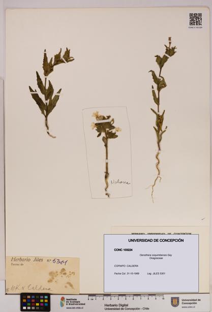 Oenothera coquimbensis [Espécimen: UDEC:CONC:0103224]