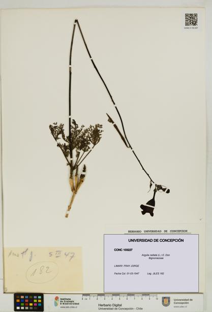Argylia radiata [Espécimen: UDEC:CONC:0103227]