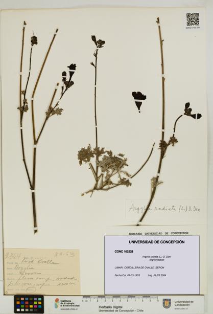 Argylia radiata [Espécimen: UDEC:CONC:0103228]