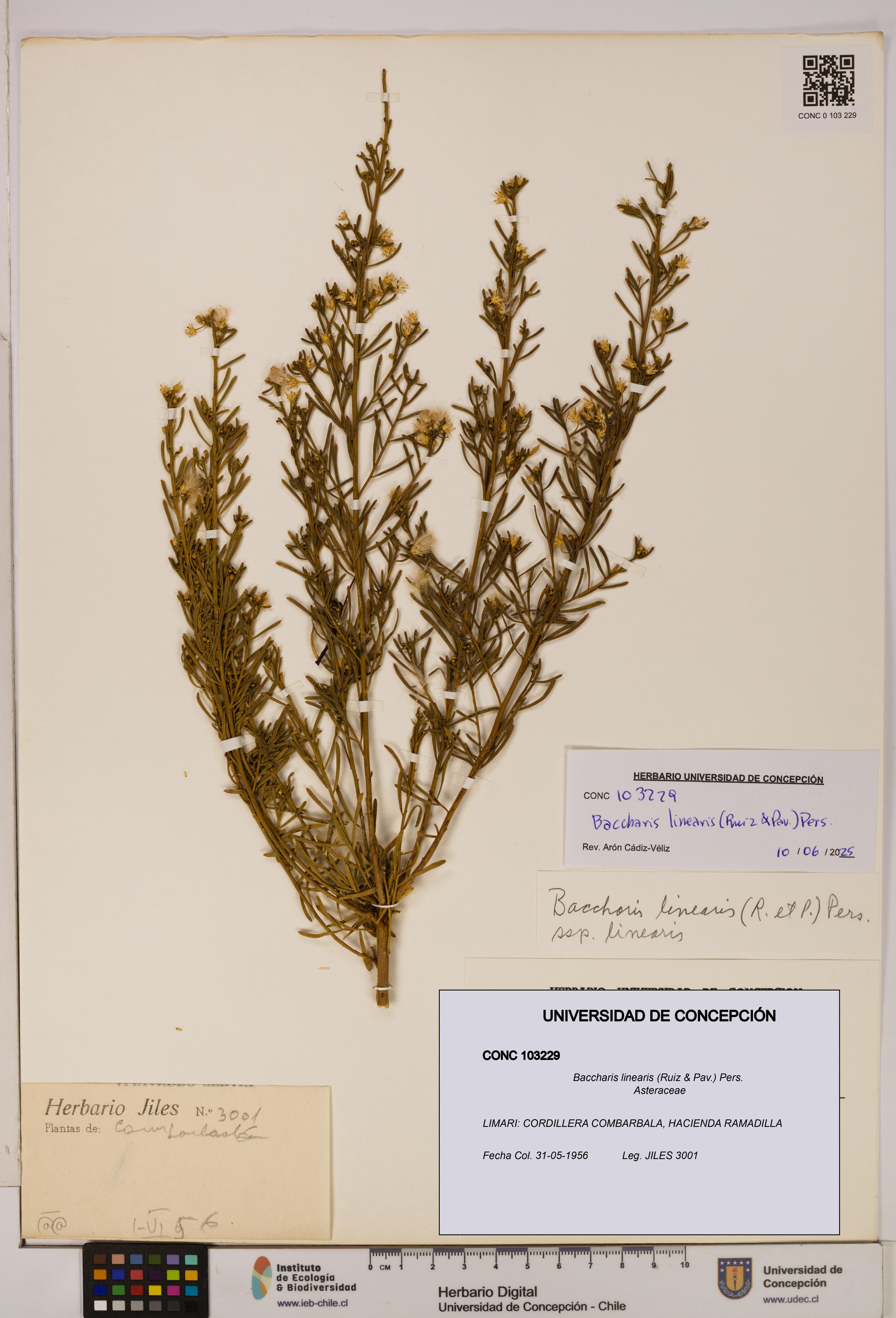 Baccharis linearis [Espécimen: UDEC:CONC:0103229]