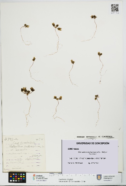 Chaetanthera euphrasioides [Espécimen: UDEC:CONC:0103232]