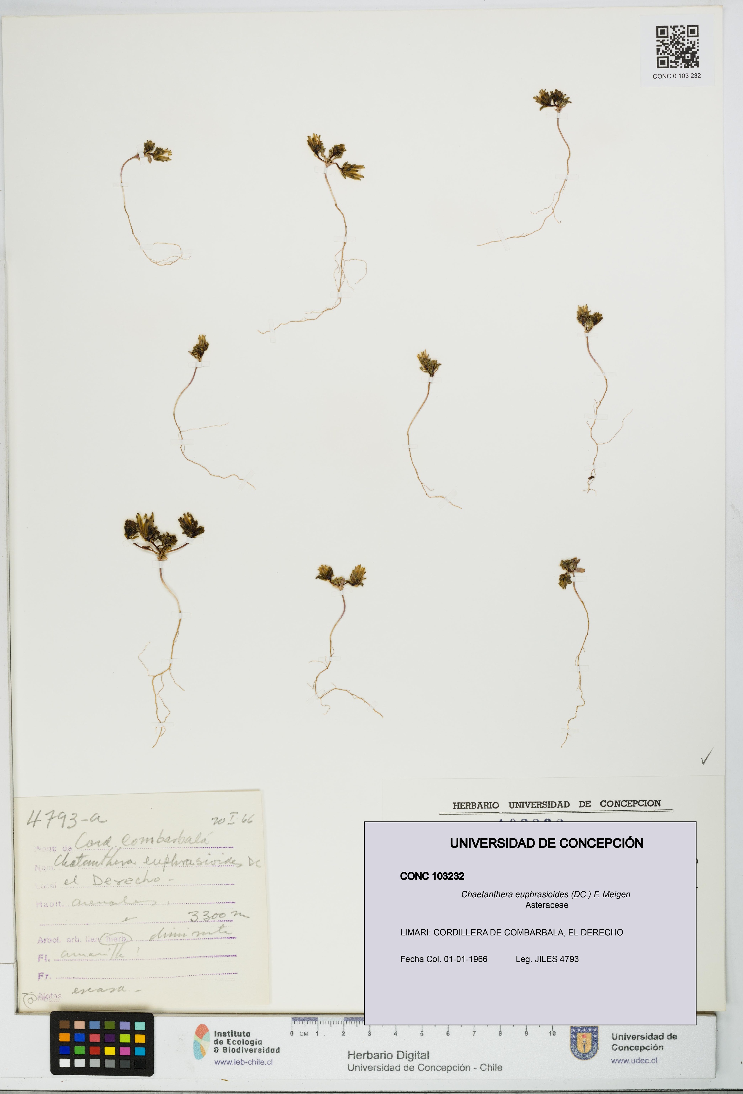 Chaetanthera euphrasioides [Espécimen: UDEC:CONC:0103232]