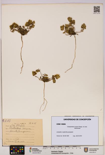 Chaetanthera incana [Espécimen: UDEC:CONC:0103234]