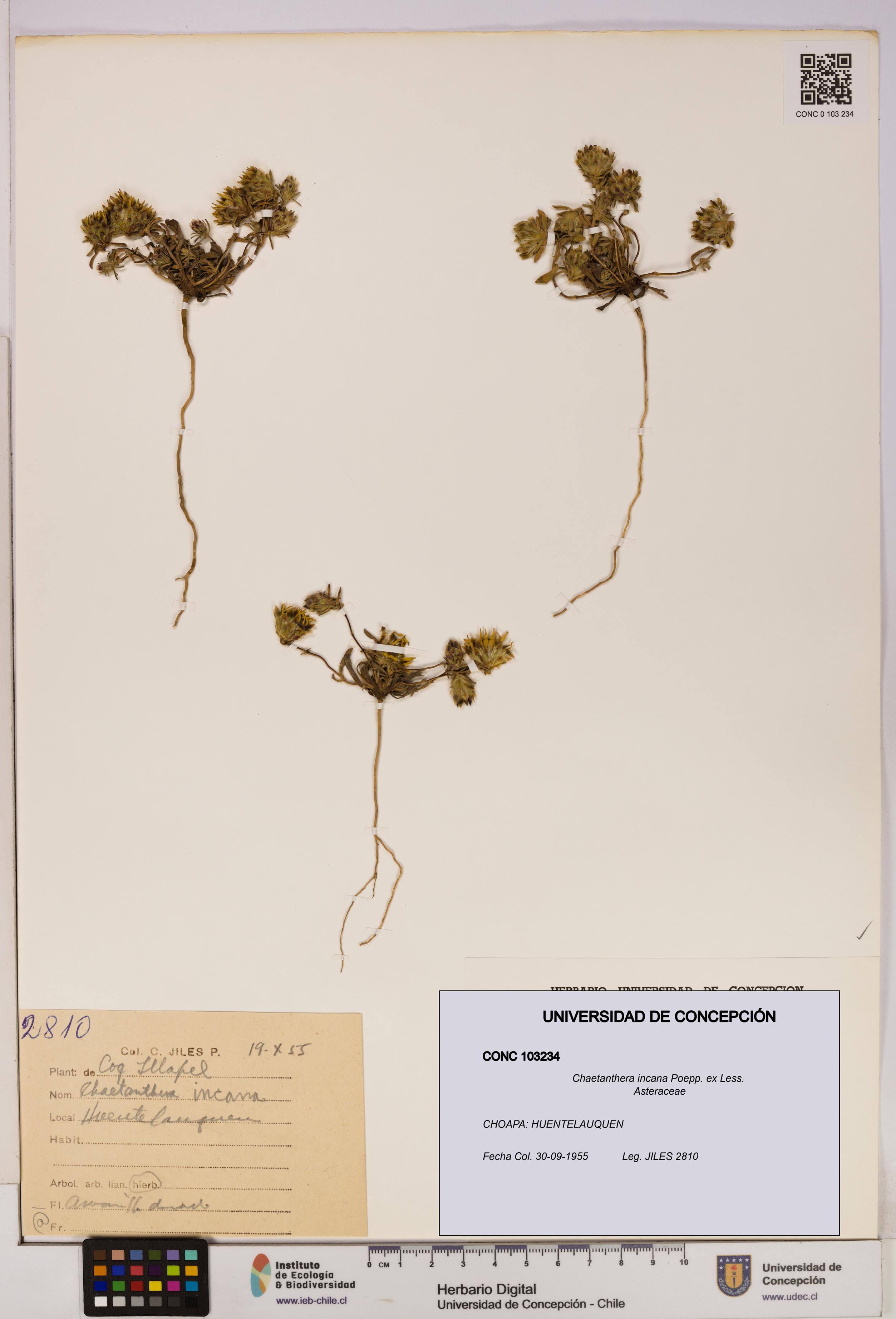 Chaetanthera incana [Espécimen: UDEC:CONC:0103234]