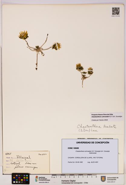 Chaetanthera schroederi [Espécimen: UDEC:CONC:0103235]