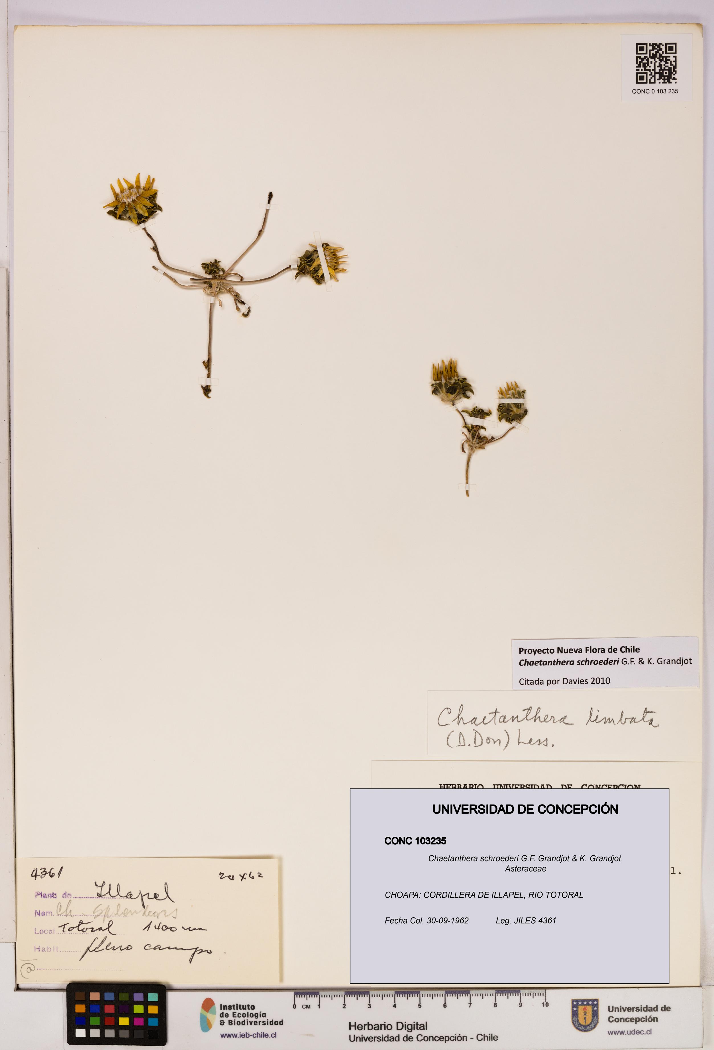 Chaetanthera schroederi [Espécimen: UDEC:CONC:0103235]