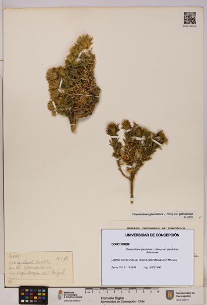 Chaetanthera glandulosa var. glandulosa [Espécimen: UDEC:CONC:0103236]