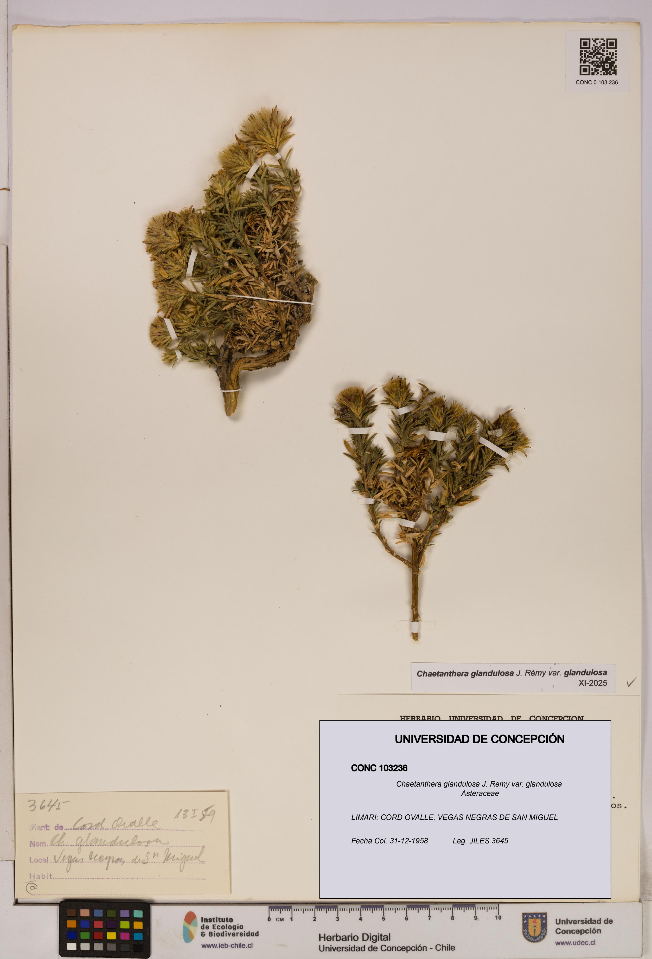 Chaetanthera glandulosa var. glandulosa [Espécimen: UDEC:CONC:0103236]