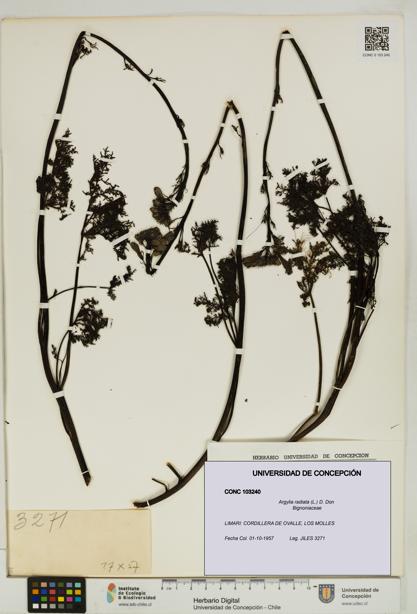 Argylia radiata [Espécimen: UDEC:CONC:0103240]