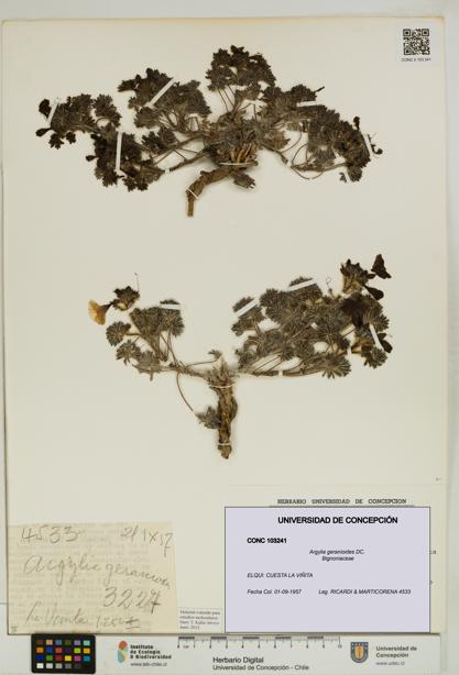 Argylia geranioides [Espécimen: UDEC:CONC:0103241]