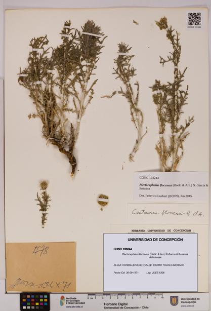 Plectocephalus floccosus [Espécimen: UDEC:CONC:0103244]