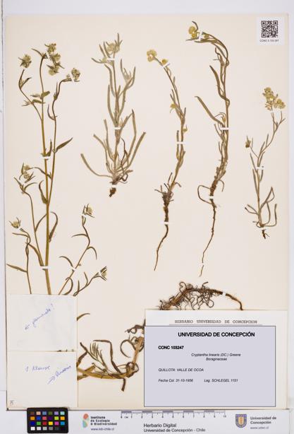 Cryptantha linearis [Espécimen: ]