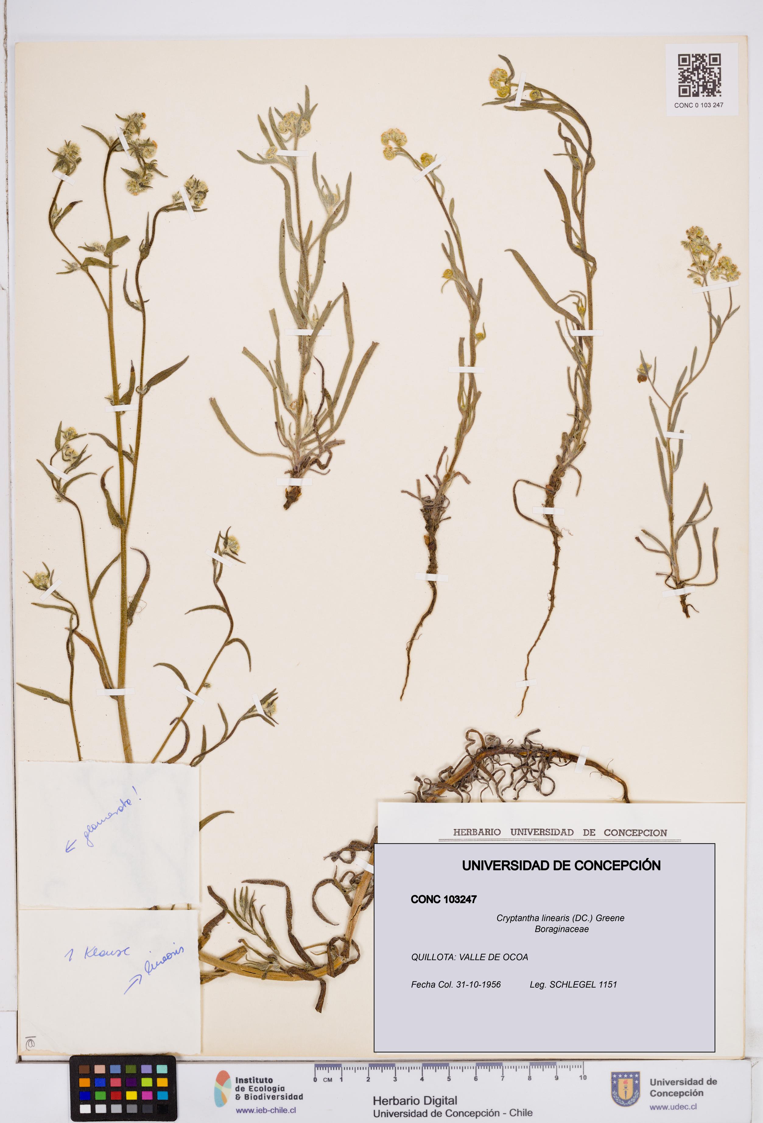 Cryptantha linearis [Espécimen: ]