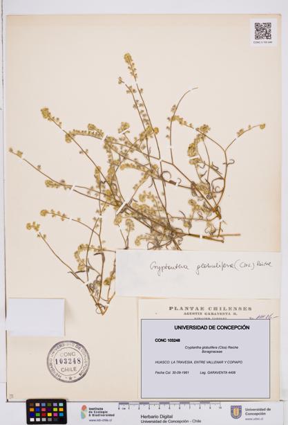 Cryptantha globulifera [Espécimen: ]