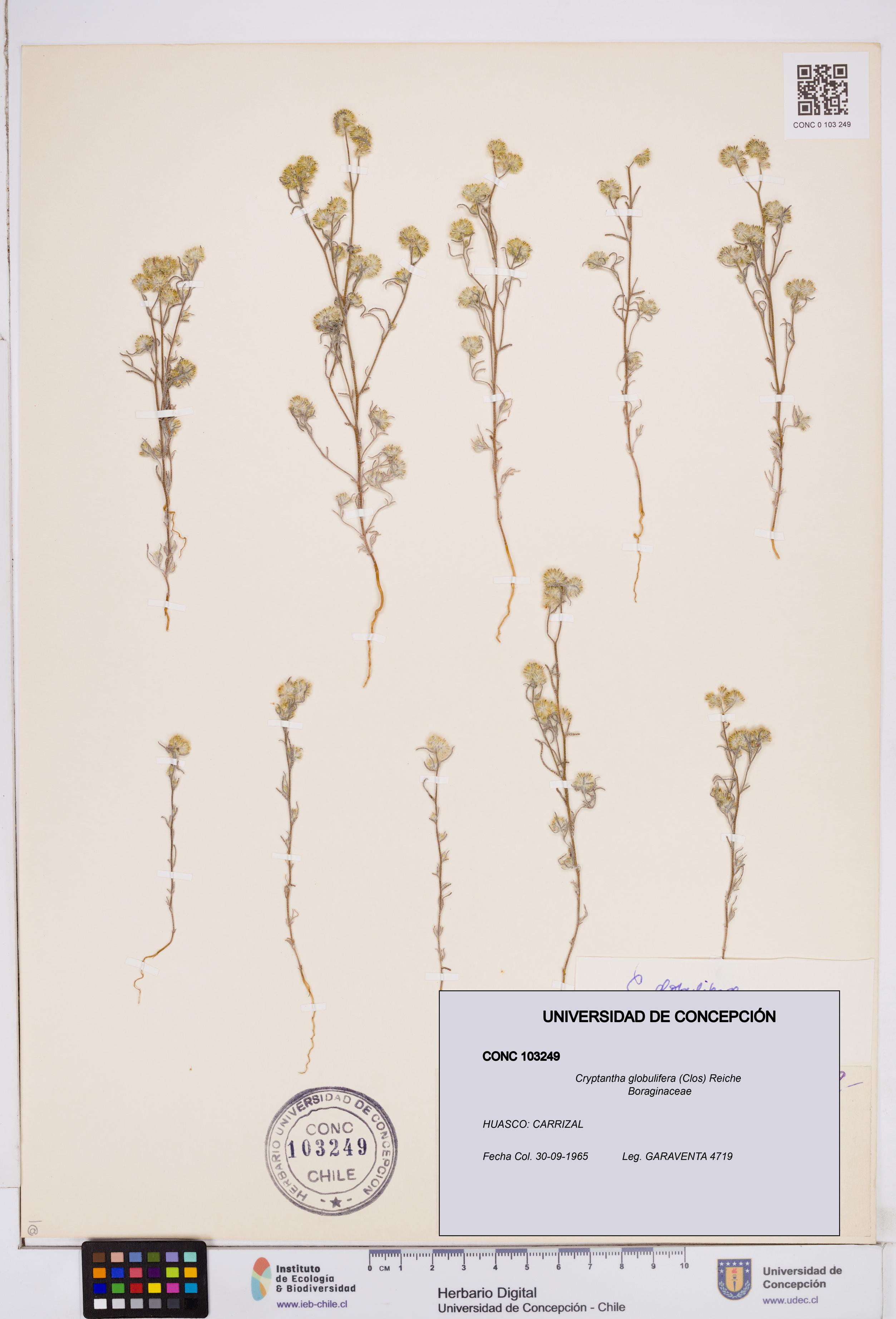 Cryptantha globulifera [Espécimen: ]