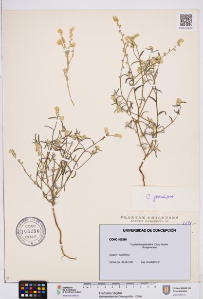 Cryptantha globulifera [Espécimen: ]