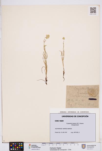 Cryptantha linearis [Espécimen: ]