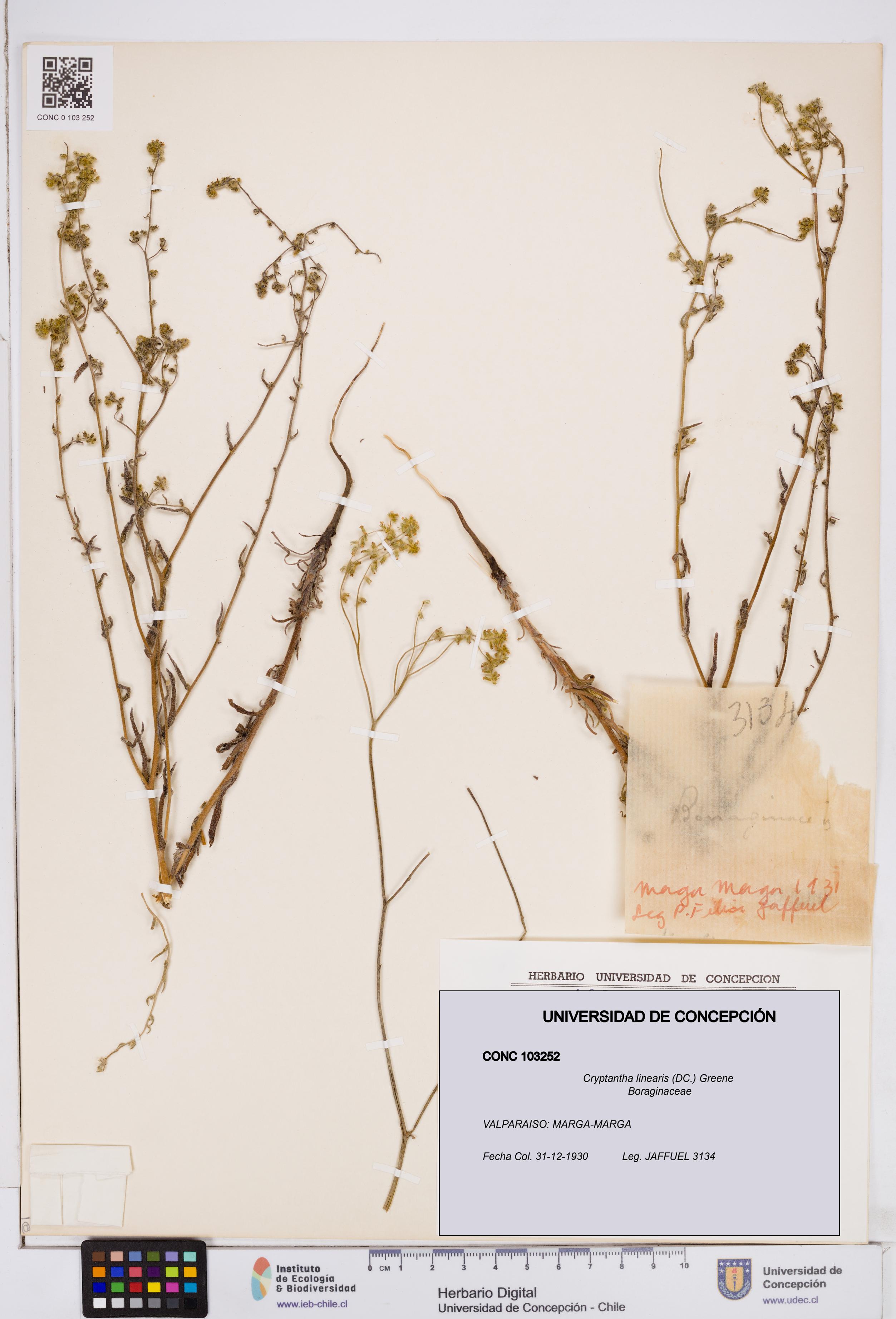 Cryptantha linearis [Espécimen: ]