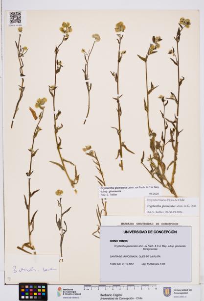 Cryptantha glomerata subsp. glomerata [Espécimen: ]