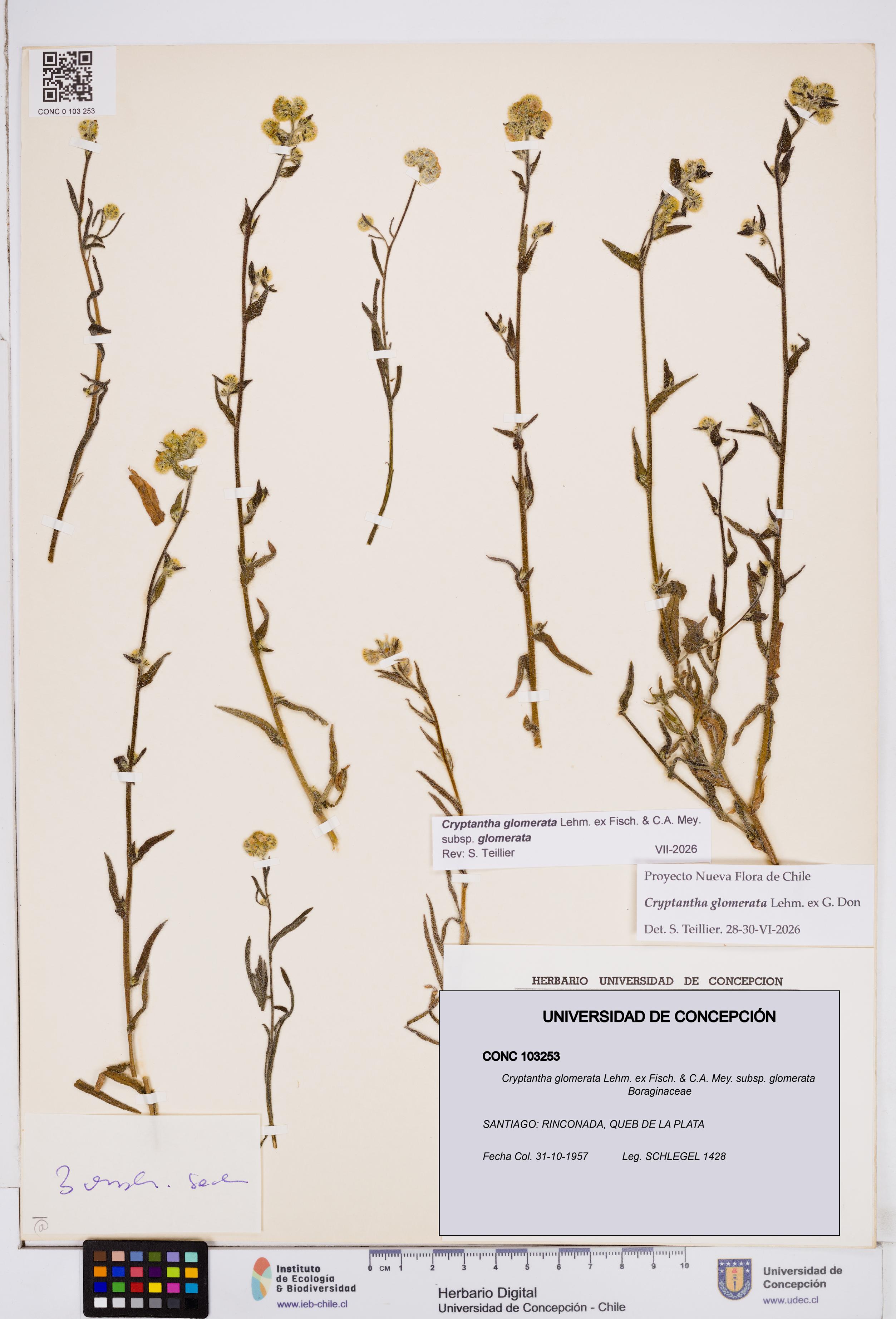 Cryptantha glomerata subsp. glomerata [Espécimen: ]