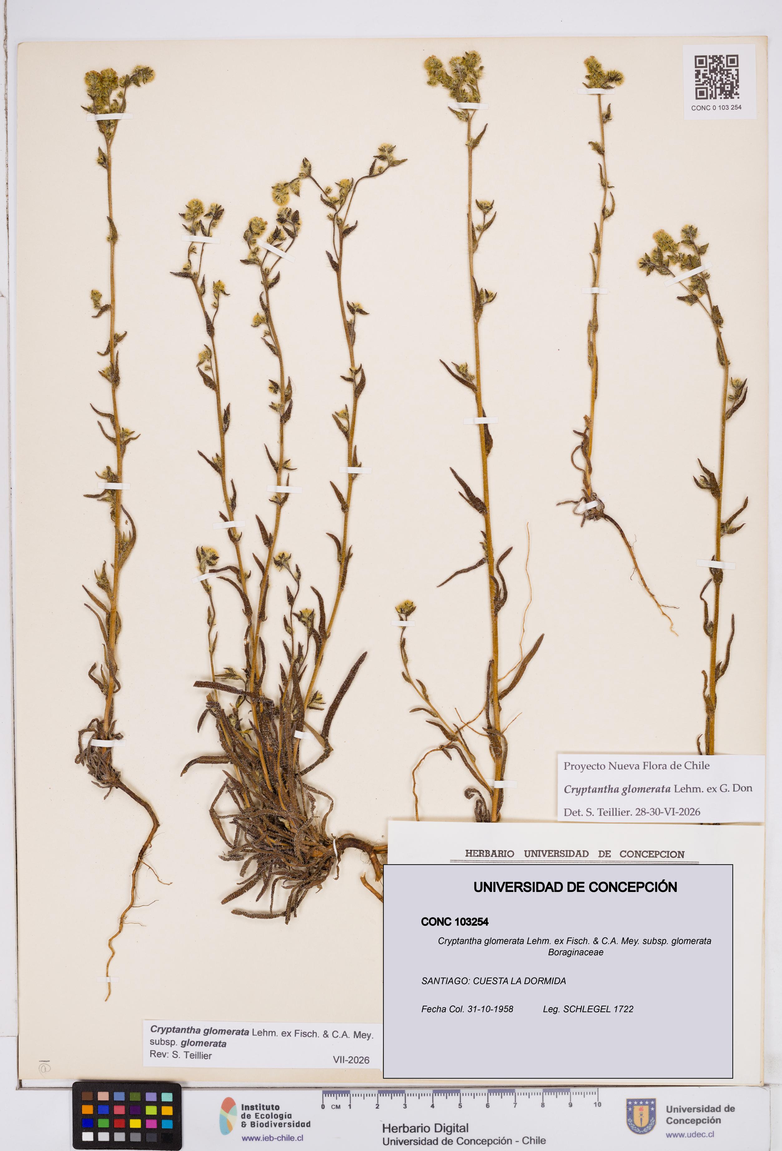 Cryptantha glomerata subsp. glomerata [Espécimen: ]