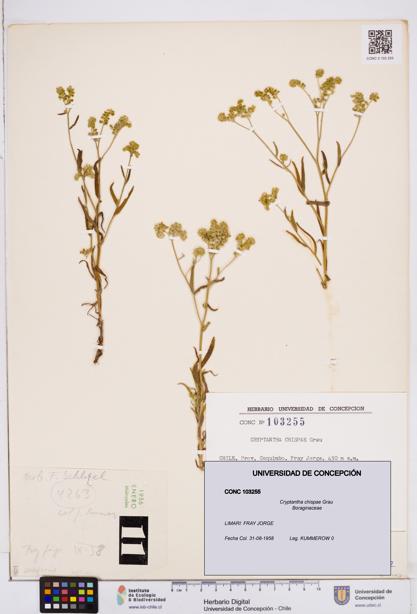 Cryptantha chispae [Espécimen: ]