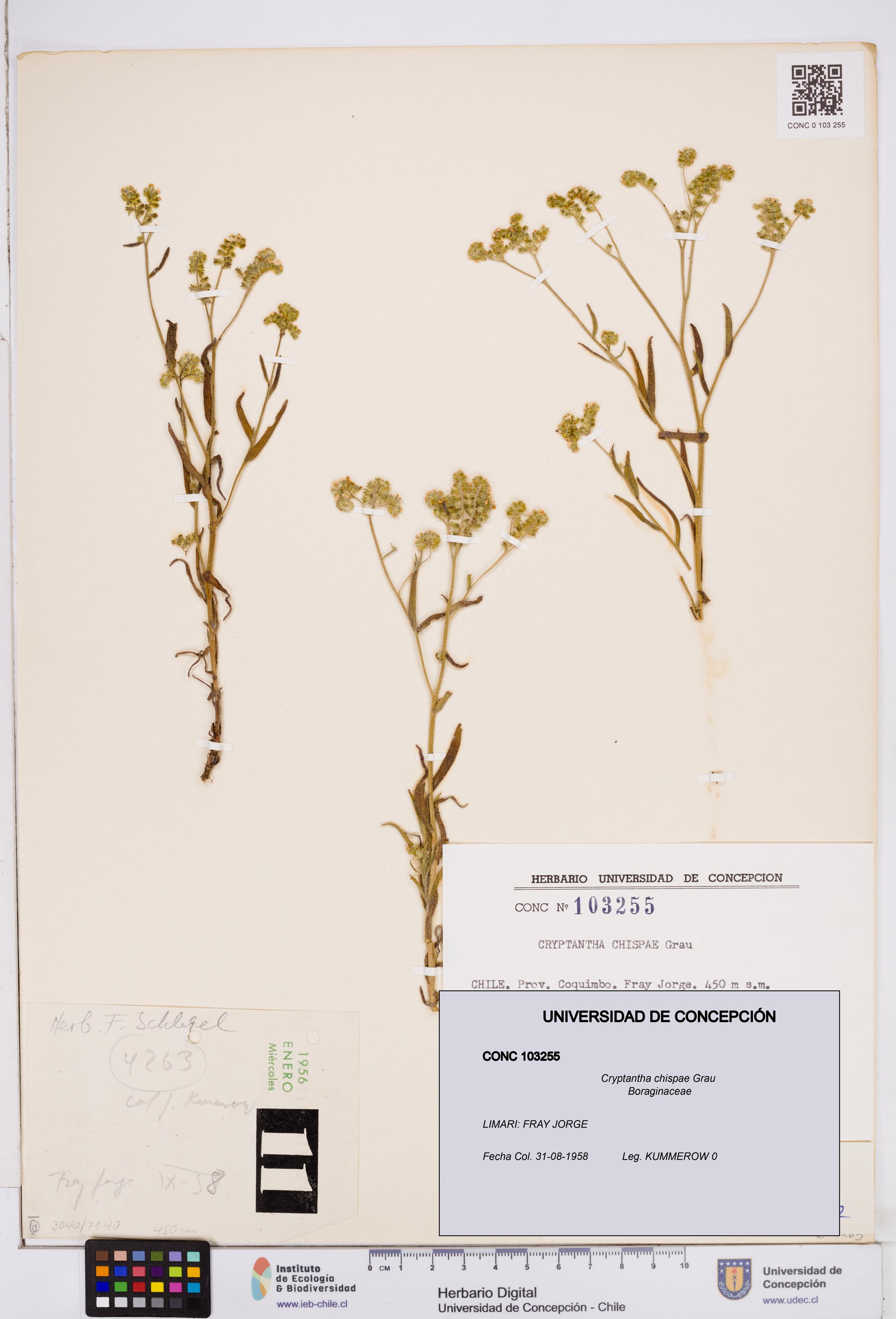 Cryptantha chispae [Espécimen: ]