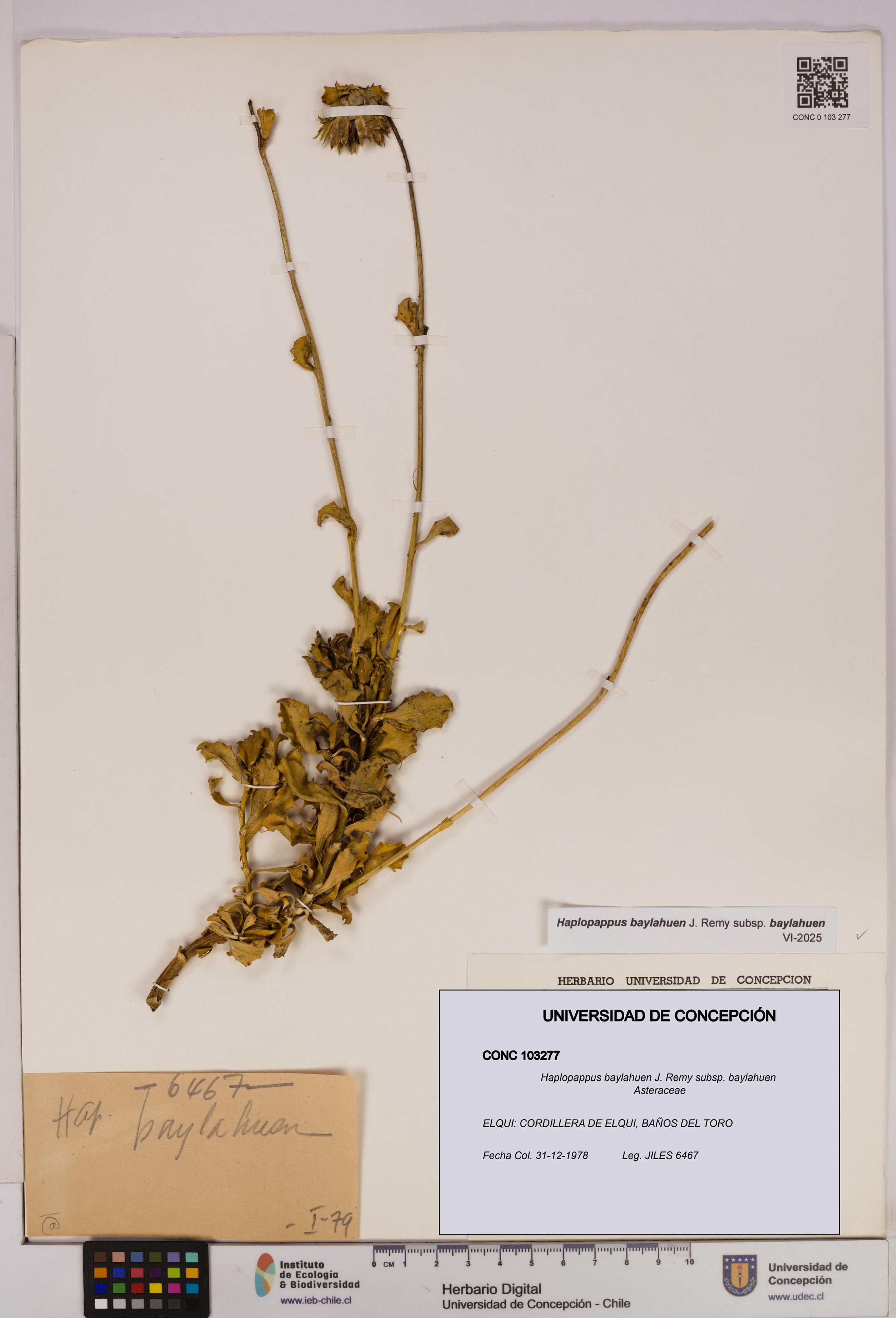 Haplopappus baylahuen subsp. baylahuen [Espécimen: UDEC:CONC:0103277]