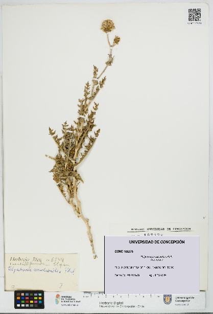 Polyachyrus carduoides [Espécimen: UDEC:CONC:0103278]