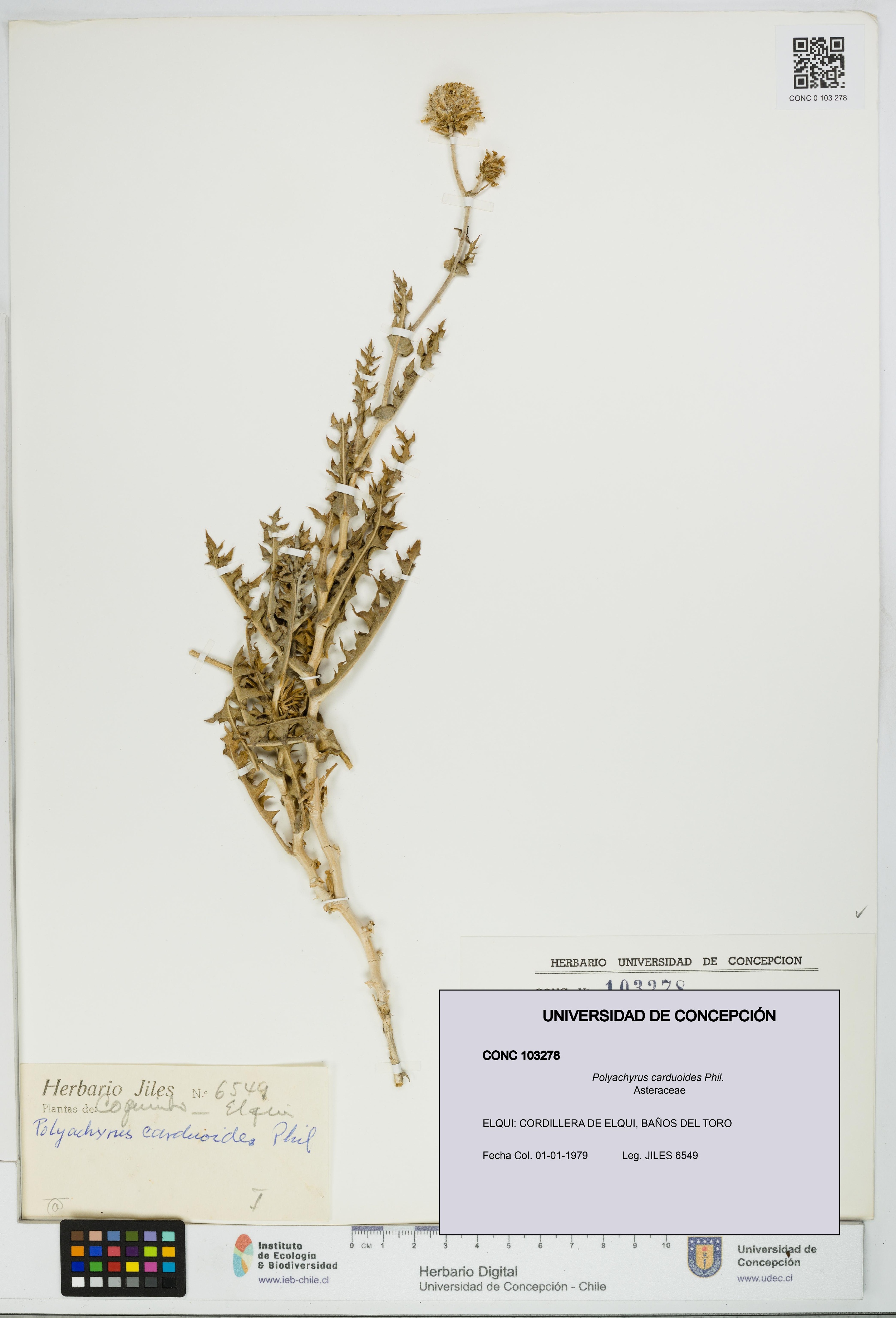 Polyachyrus carduoides [Espécimen: UDEC:CONC:0103278]