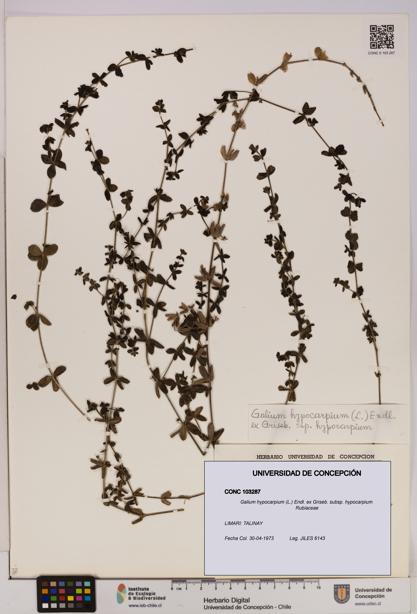 Galium hypocarpium subsp. hypocarpium [Espécimen: UDEC:CONC:0103287]