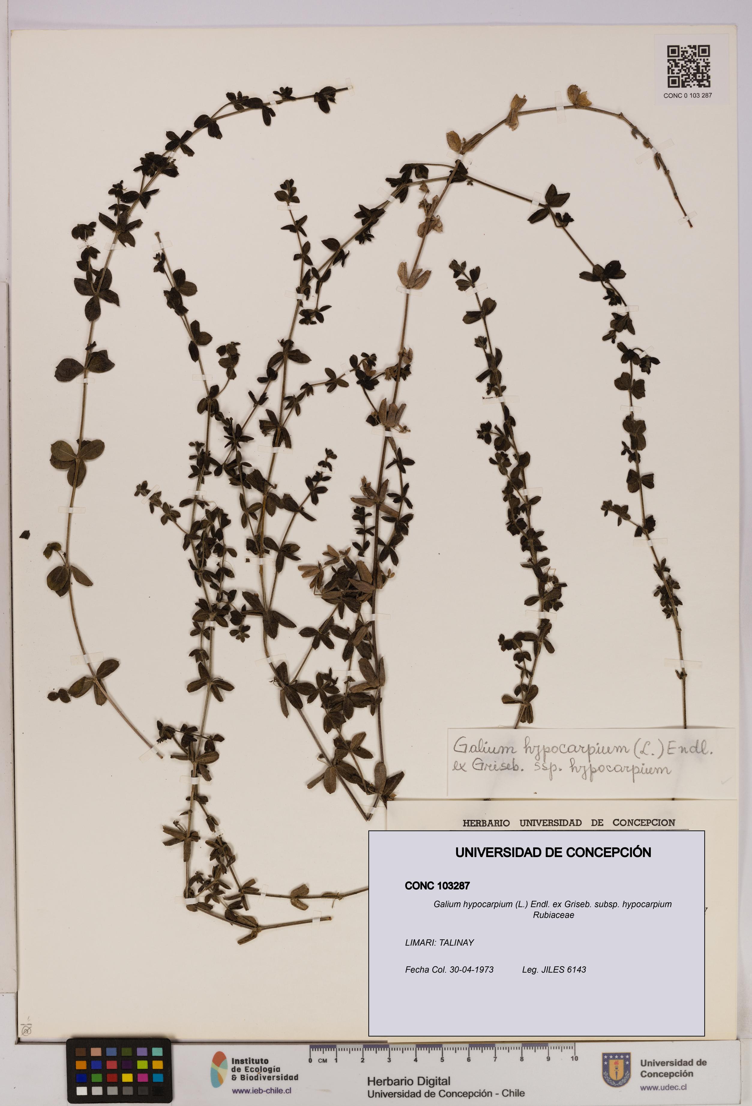 Galium hypocarpium subsp. hypocarpium [Espécimen: UDEC:CONC:0103287]