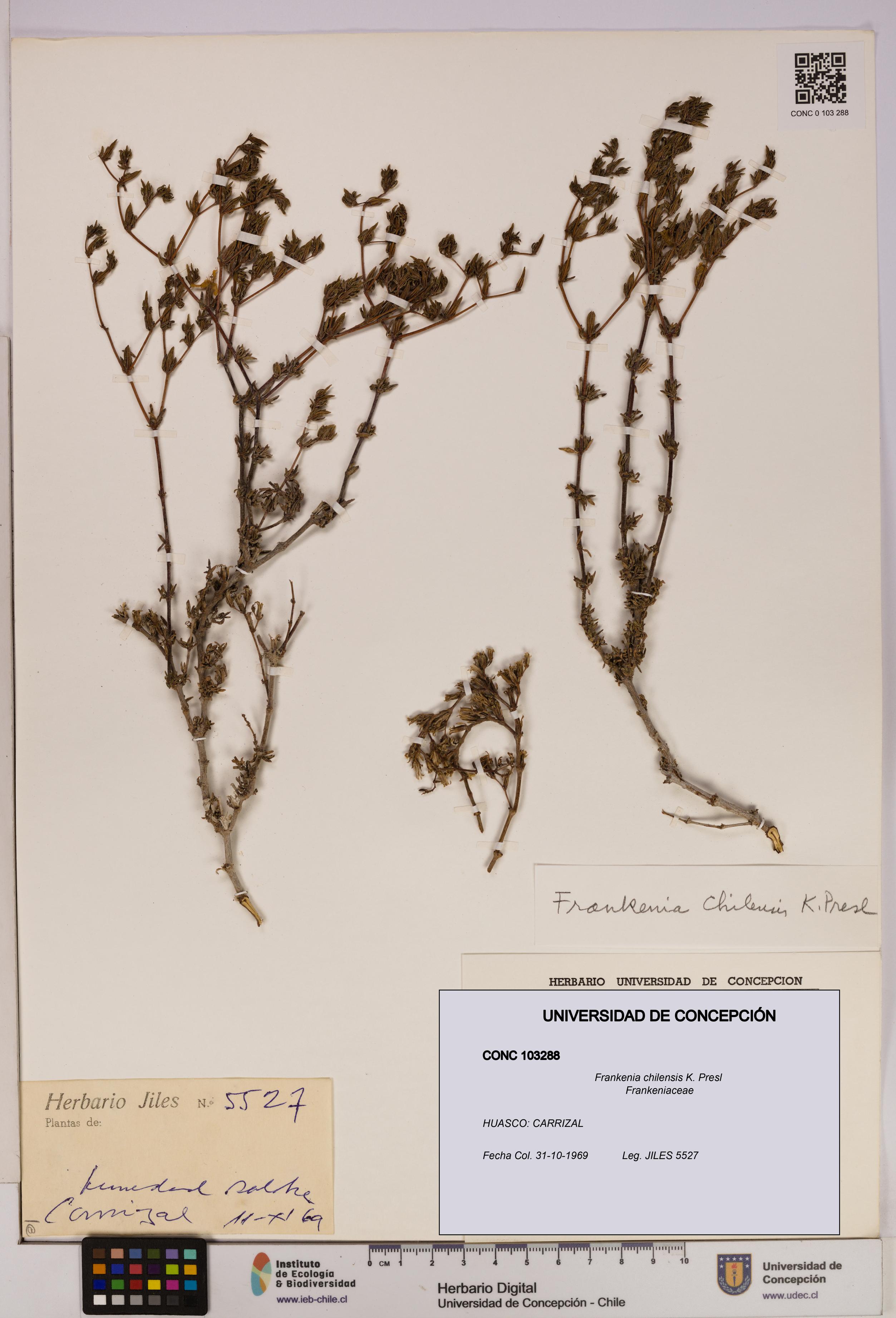 Frankenia chilensis [Espécimen: UDEC:CONC:0103288]