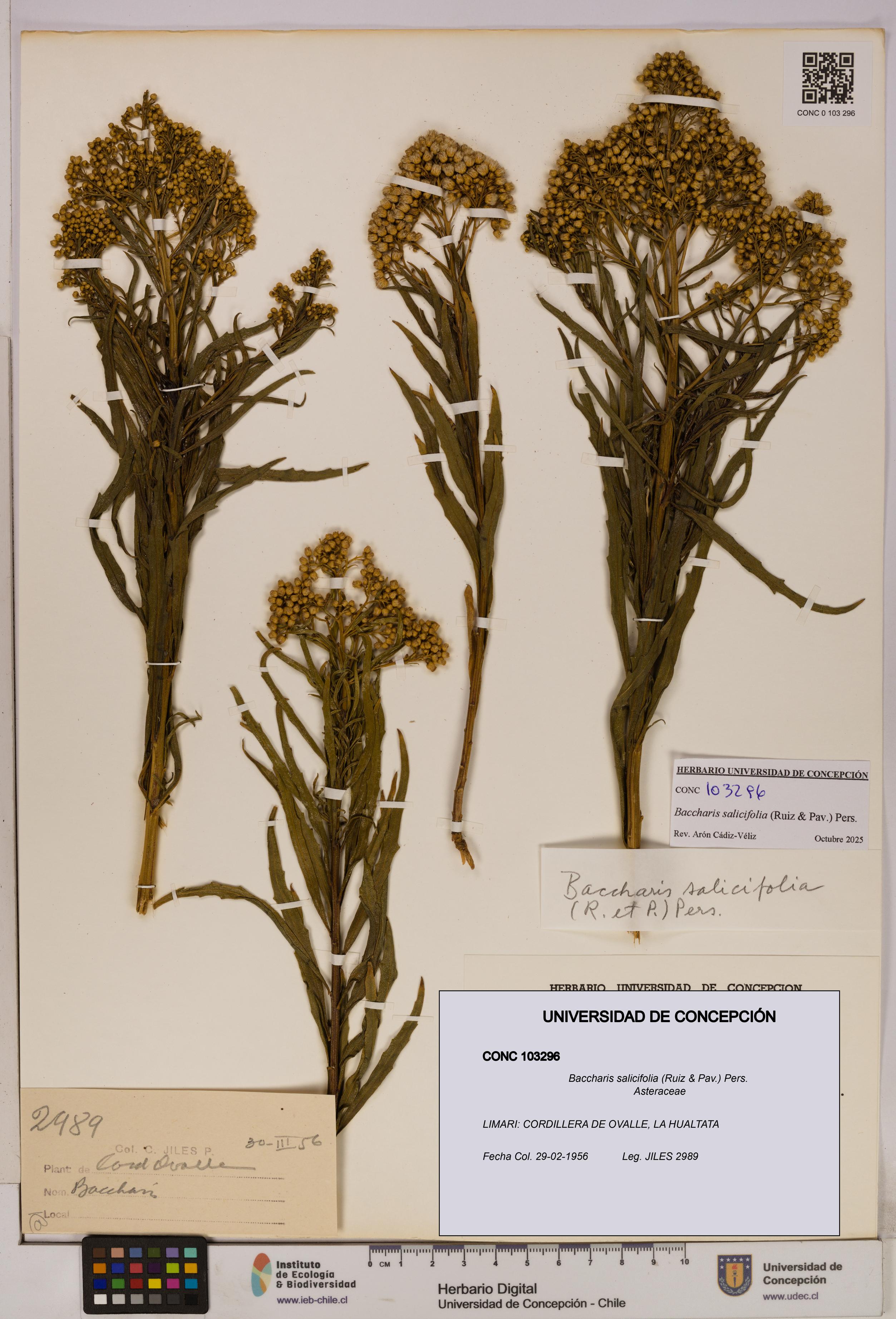 Baccharis salicifolia [Espécimen: UDEC:CONC:0103296]