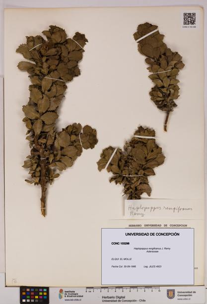 Haplopappus rengifoanus [Espécimen: UDEC:CONC:0103298]