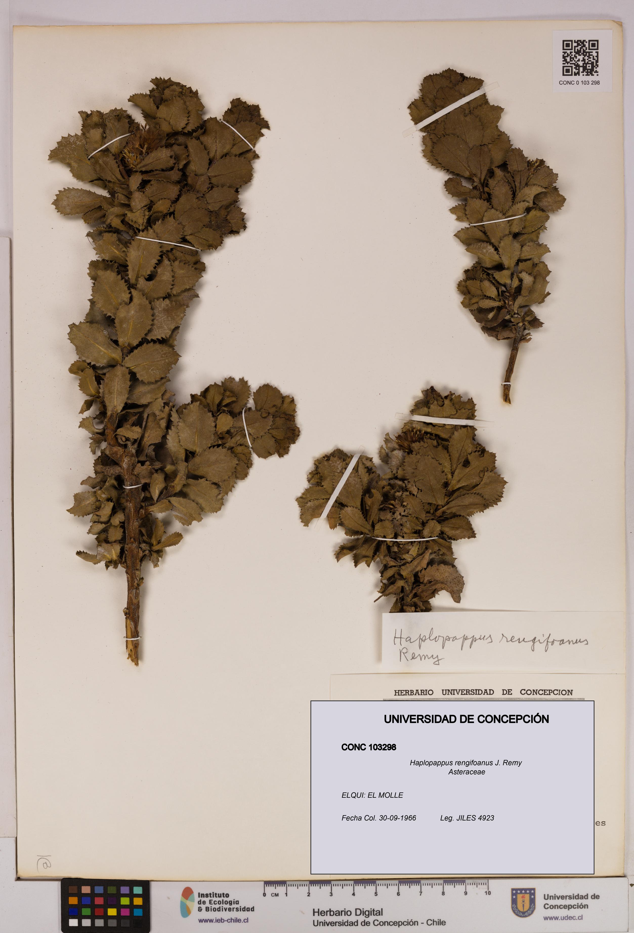Haplopappus rengifoanus [Espécimen: UDEC:CONC:0103298]