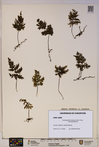 Hymenophyllum tortuosum [Espécimen: ]