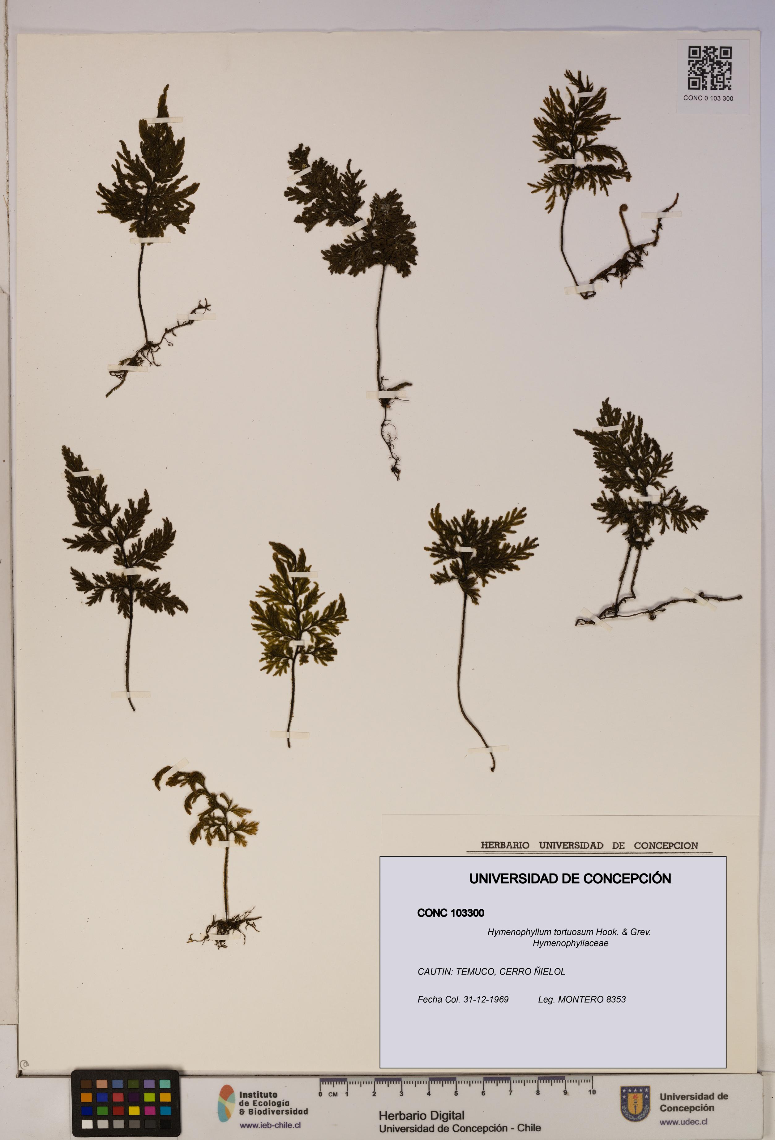 Hymenophyllum tortuosum [Espécimen: ]