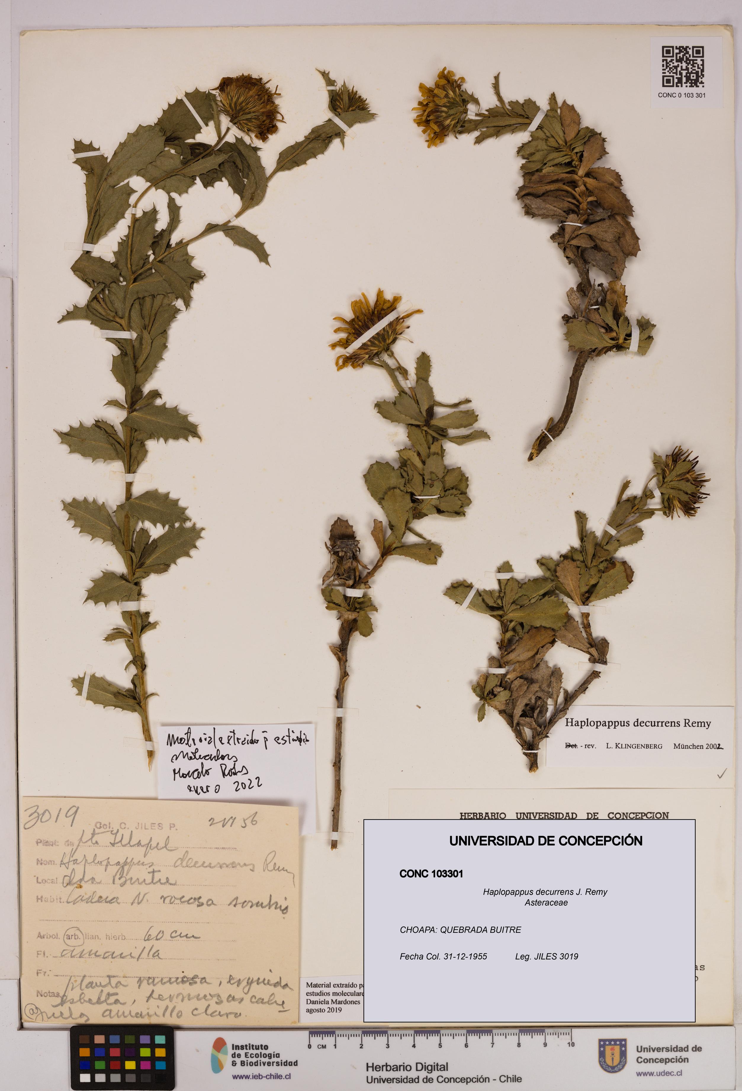 Haplopappus decurrens [Espécimen: UDEC:CONC:0103301]
