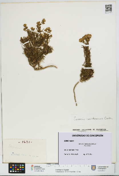 Senecio reicheanus [Espécimen: UDEC:CONC:0103311]