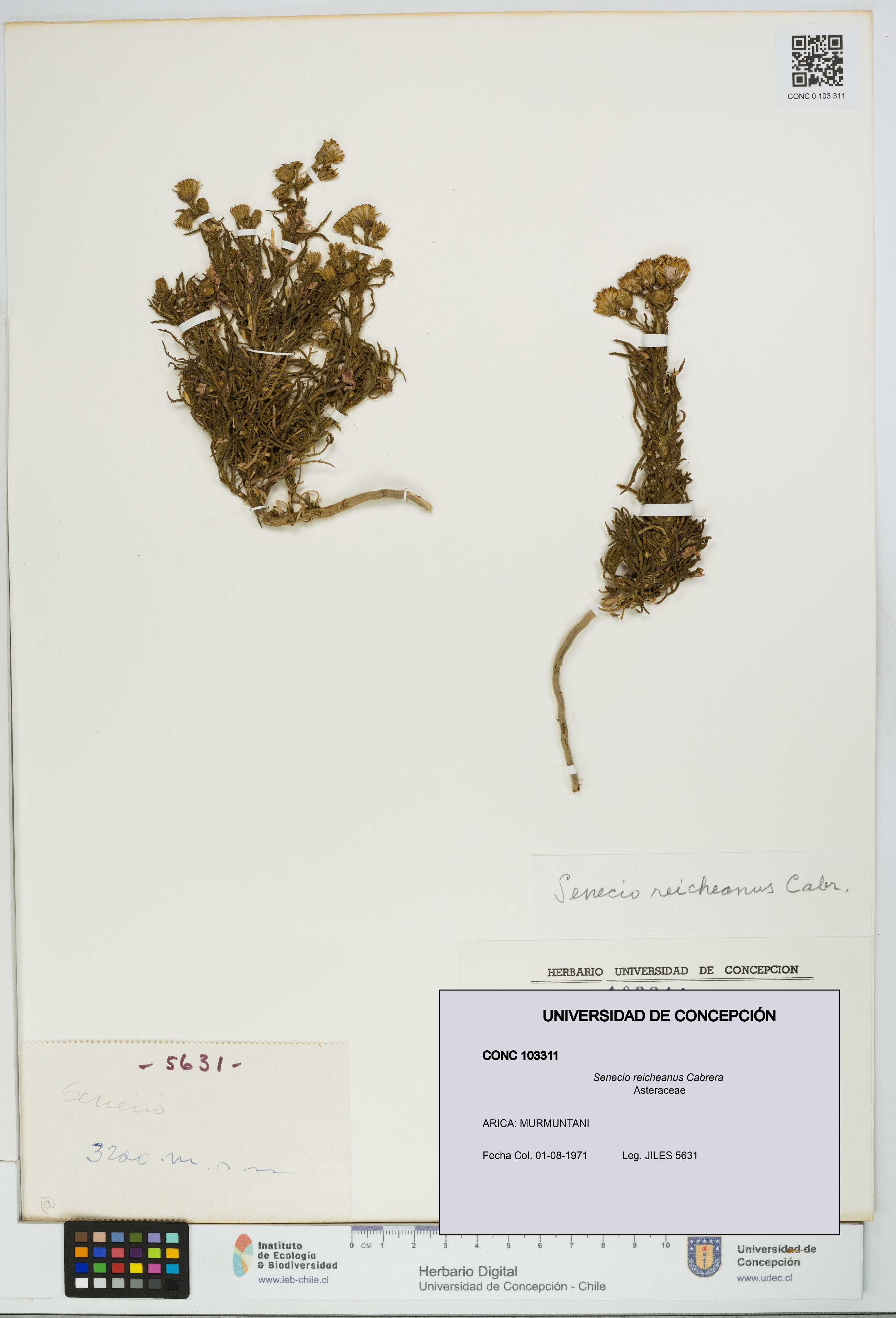 Senecio reicheanus [Espécimen: UDEC:CONC:0103311]