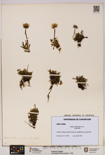 Erigeron leptopetalus [Espécimen: UDEC:CONC:0103324]