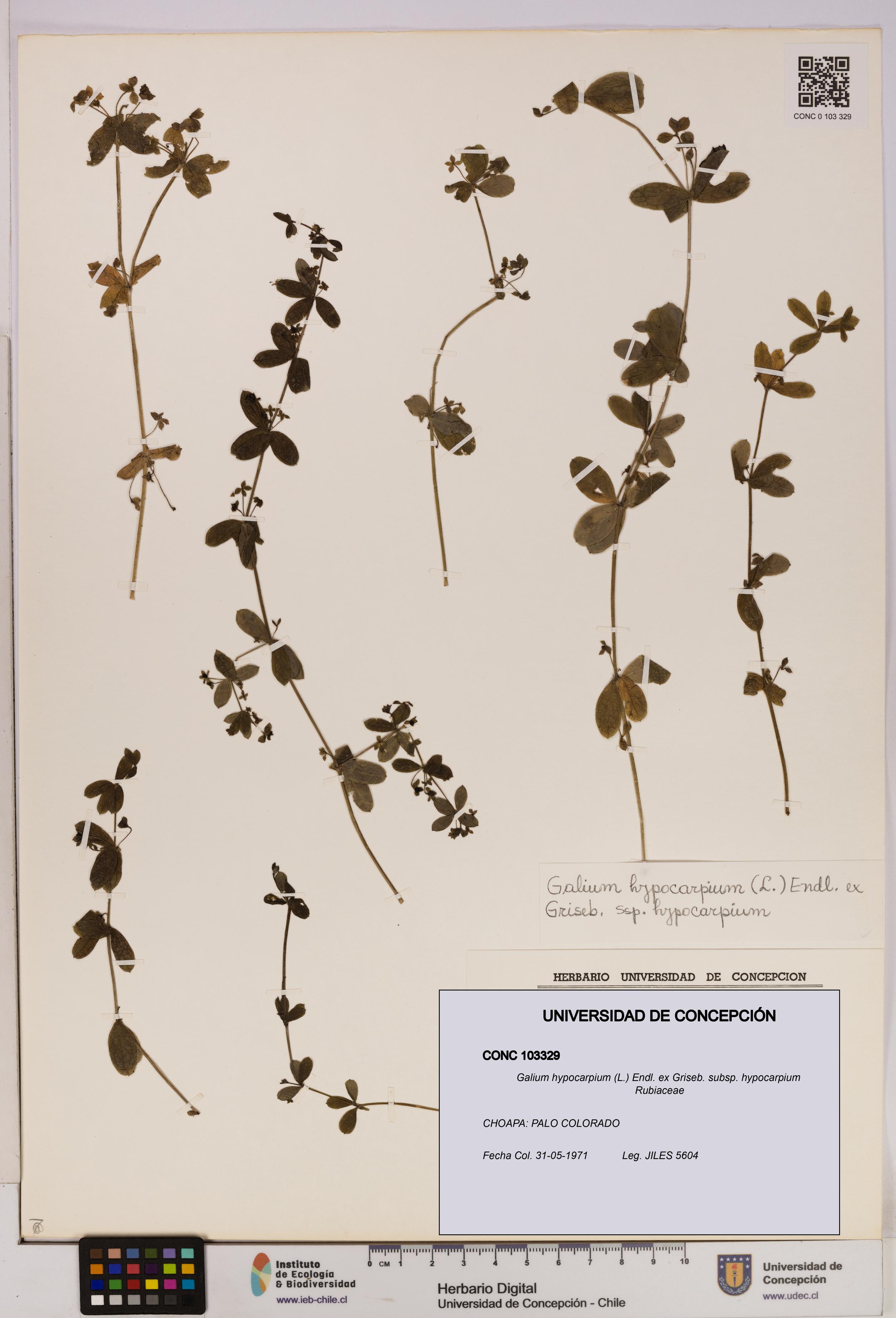Galium hypocarpium subsp. hypocarpium [Espécimen: UDEC:CONC:0103329]